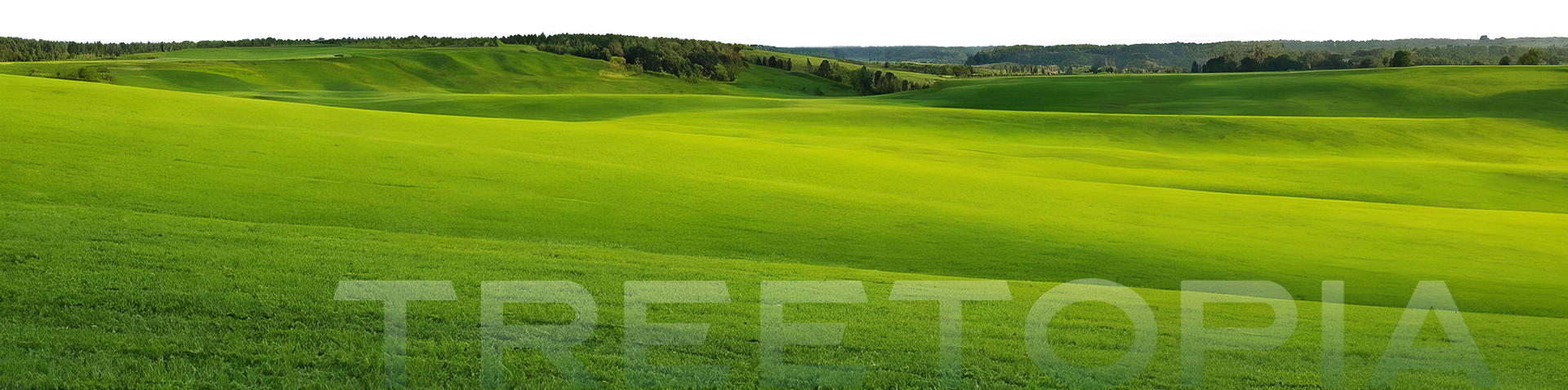 About Treetopia